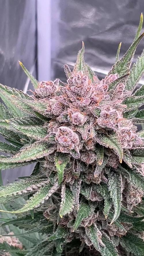 Cherry C, Strawberry G, Crystal Meth