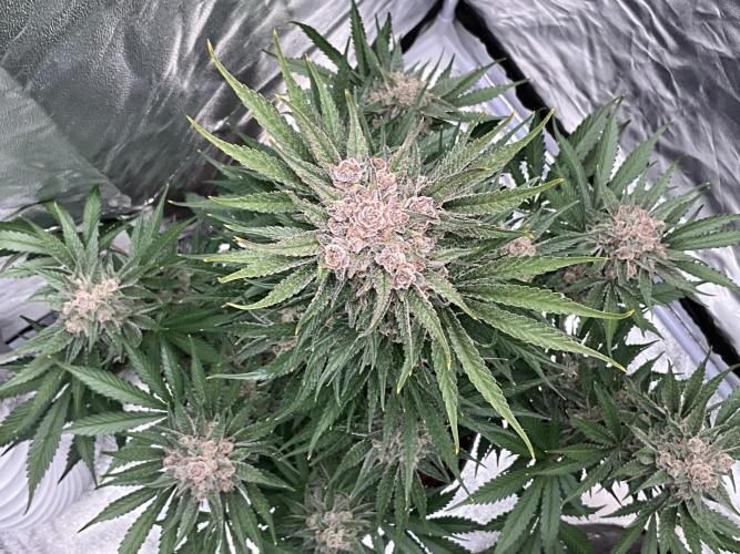 Cherry C, Strawberry G, Crystal Meth. Week 11 - Cherry C.