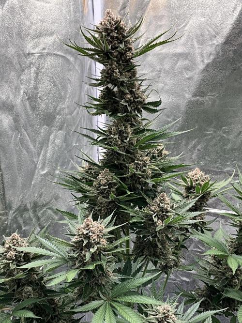 Cherry C, Strawberry G, Crystal Meth. Week 11 - Cherry C.