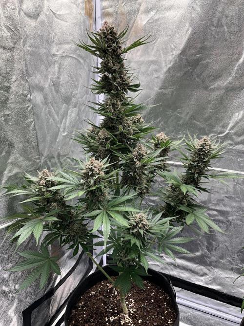 Cherry C, Strawberry G, Crystal Meth. Week 11 - Cherry C.