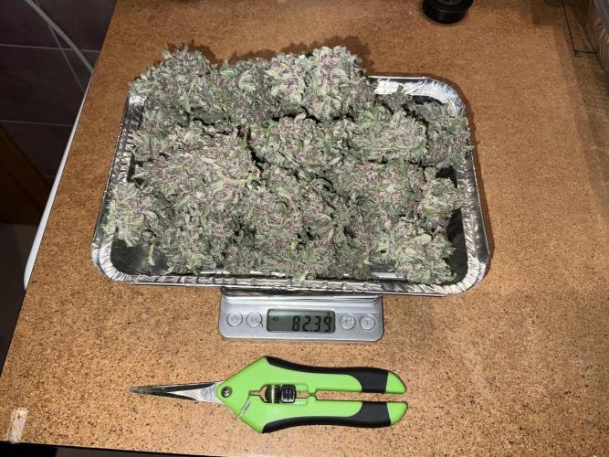 Cherry C, Strawberry G, Crystal Meth. Week 11