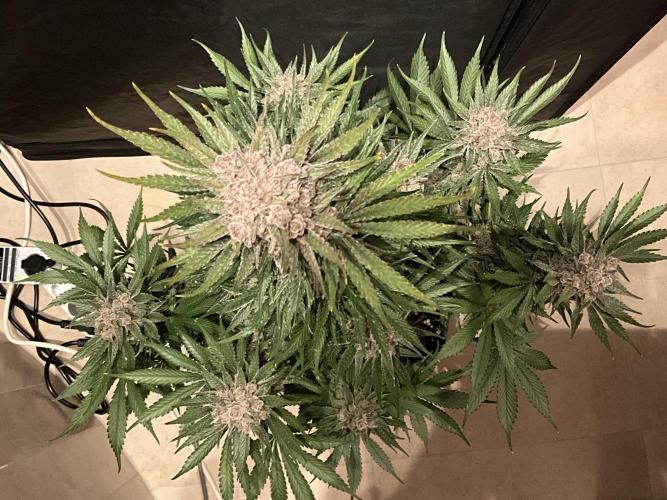 Cherry C, Strawberry G, Crystal Meth. Week 12