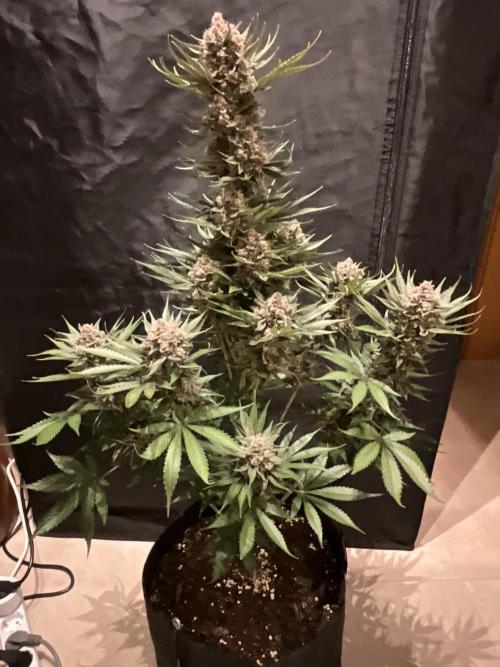 Cherry C, Strawberry G, Crystal Meth. Week 12