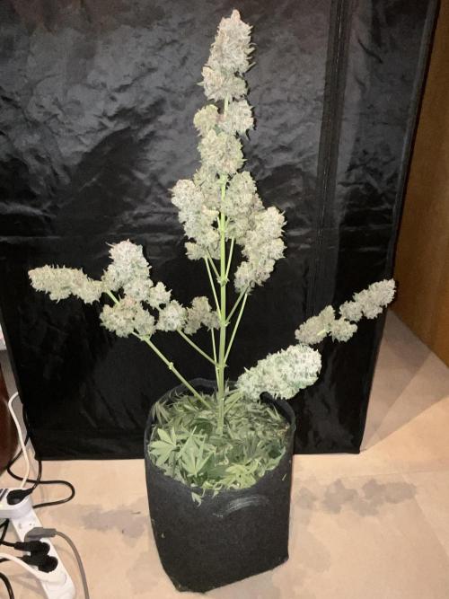 Cherry C, Strawberry G, Crystal Meth. Week 12