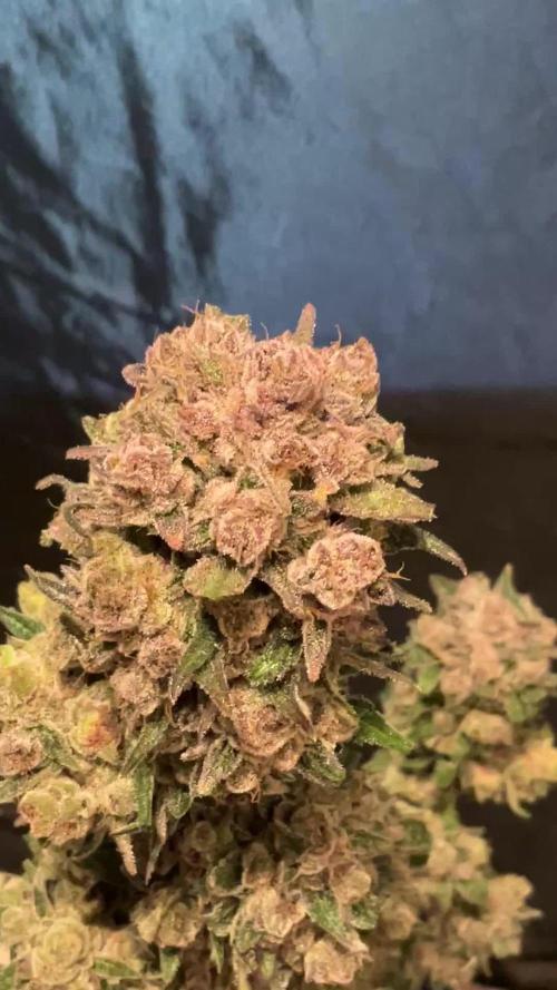 Cherry C, Strawberry G, Crystal Meth