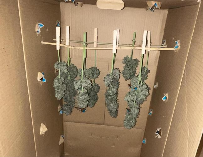 Cherry C, Strawberry G, Crystal Meth. Week 12