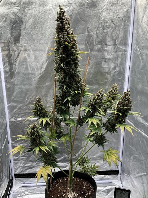 Cherry C, Strawberry G, Crystal Meth. Week 12 - Crystal M.