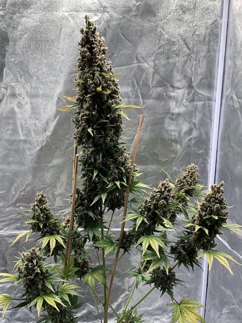 Cherry C, Strawberry G, Crystal Meth. Week 12 - Crystal M.