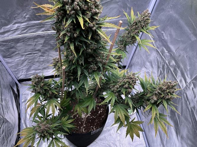 Cherry C, Strawberry G, Crystal Meth. Week 12 - Crystal M.