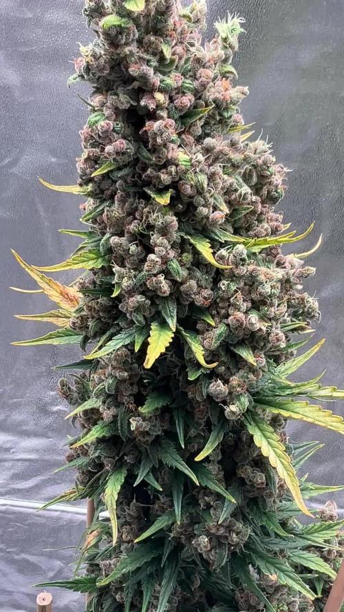 Cherry C, Strawberry G, Crystal Meth