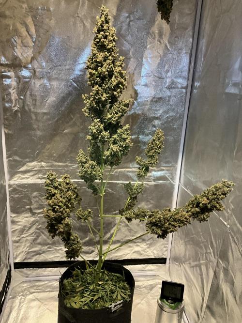 Cherry C, Strawberry G, Crystal Meth. Week 13