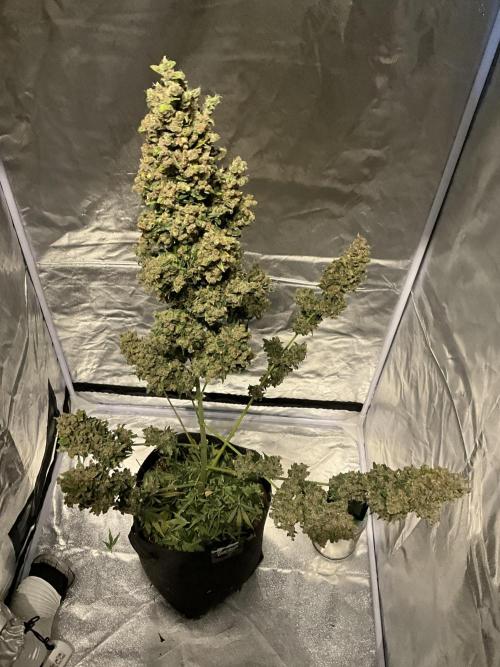 Cherry C, Strawberry G, Crystal Meth. Week 13