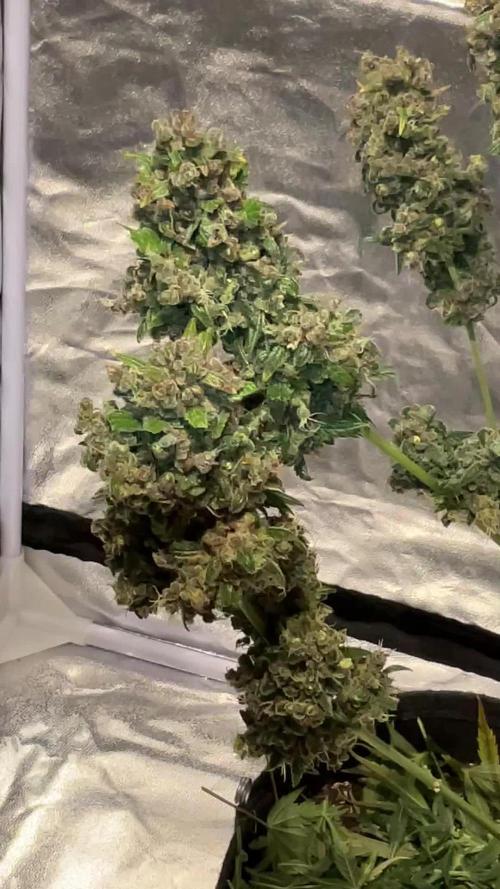 Cherry C, Strawberry G, Crystal Meth