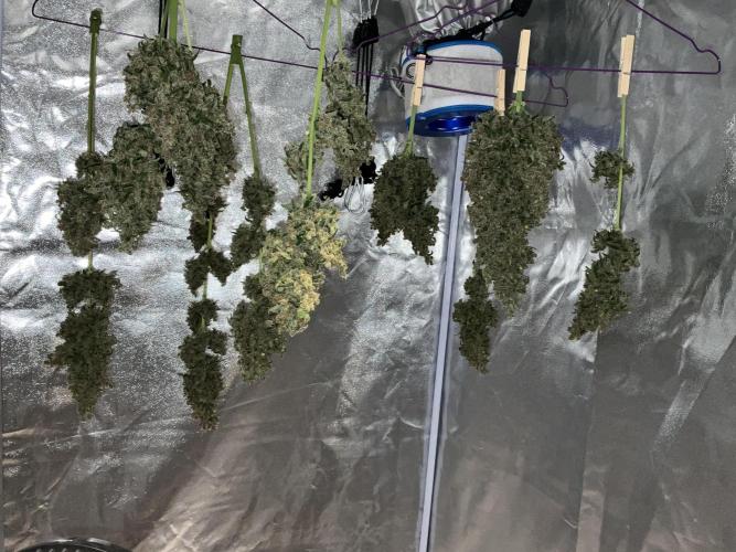 Cherry C, Strawberry G, Crystal Meth. Week 13