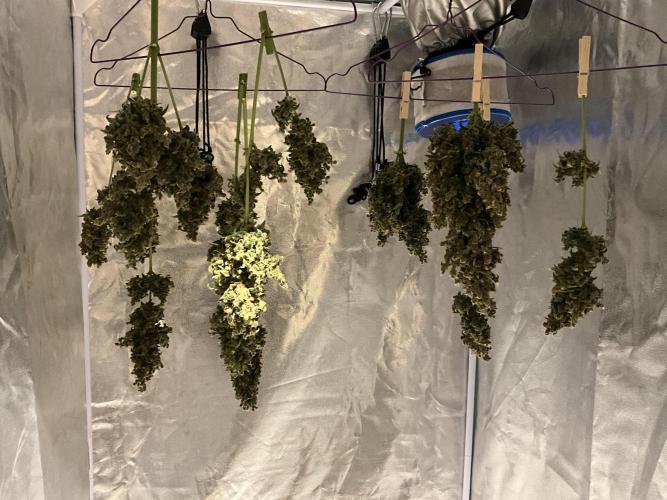 Cherry C, Strawberry G, Crystal Meth. Week 13