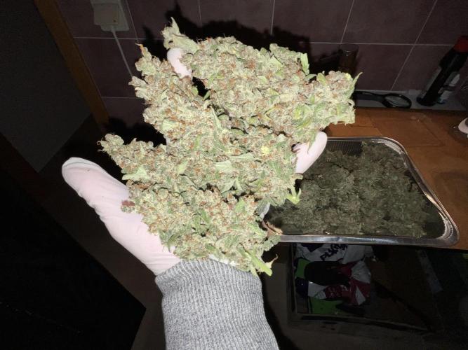 Cherry C, Strawberry G, Crystal Meth. Week 13