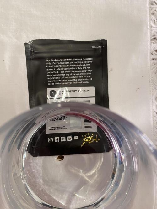 Gelato Auto, Gorilla C, Strawberry G. Week 0