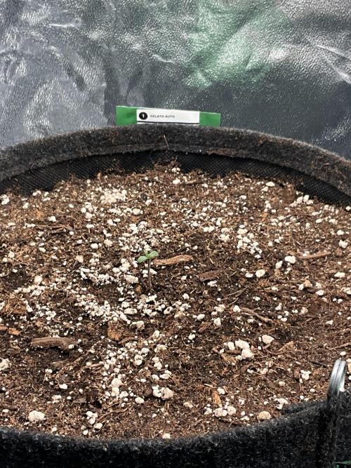 Gelato Auto, Gorilla C, Strawberry G. Week 0