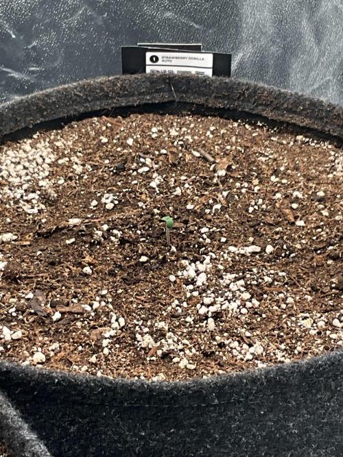 Gelato Auto, Gorilla C, Strawberry G. Week 0