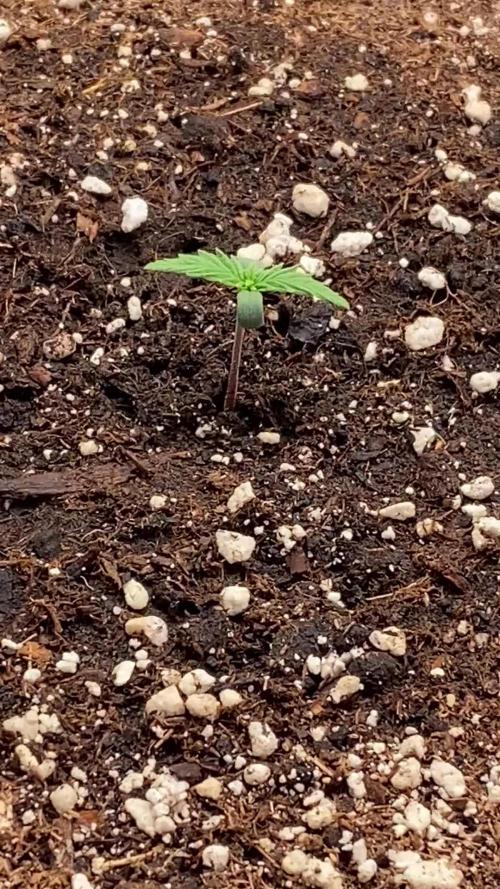 Gelato Auto, Gorilla C, Strawberry G