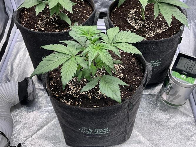 Gelato Auto, Gorilla C, Strawberry G. Week 3 - Gorilla C.