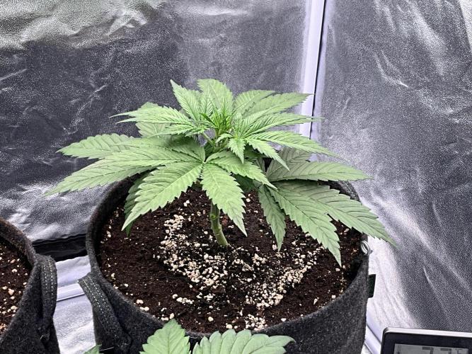 Gelato Auto, Gorilla C, Strawberry G. Week 3 - Strawberry G.