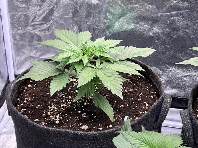 Gelato Auto, Gorilla C, Strawberry G. Week 3 - Gelato A.