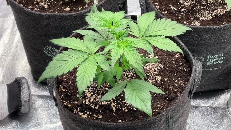 Gelato Auto, Gorilla C, Strawberry G