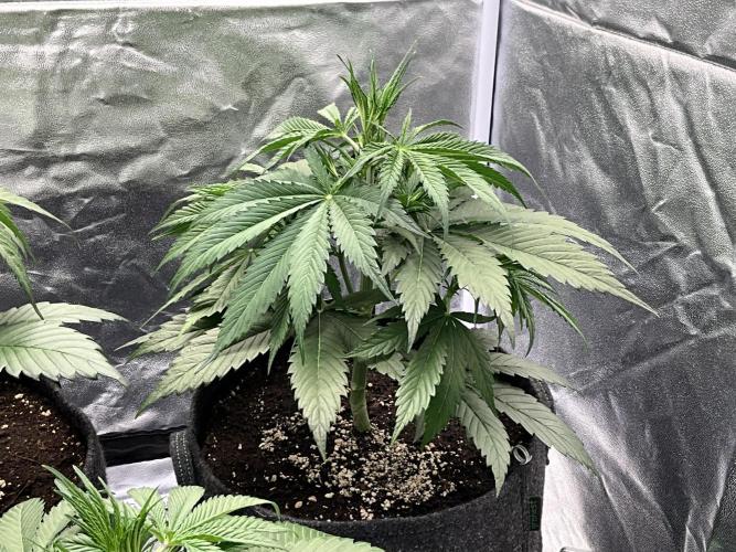 Gelato Auto, Gorilla C, Strawberry G. Week 4 - Strawberry G.