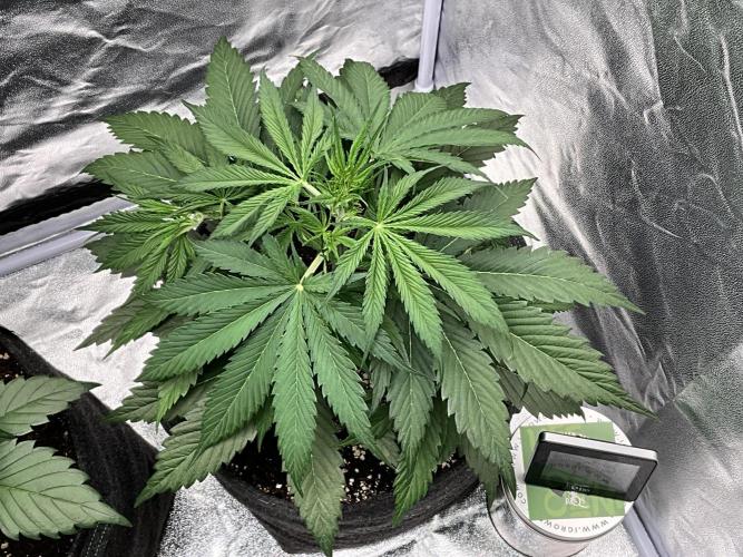 Gelato Auto, Gorilla C, Strawberry G. Week 4 - Strawberry G.