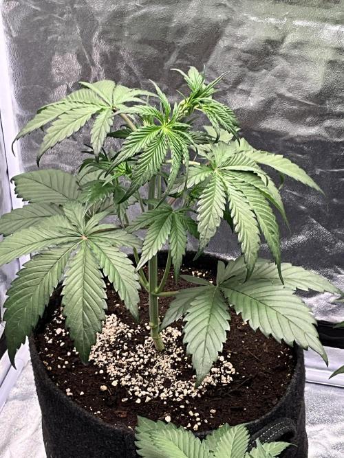 Gelato Auto, Gorilla C, Strawberry G. Week 4 - Gorilla C.