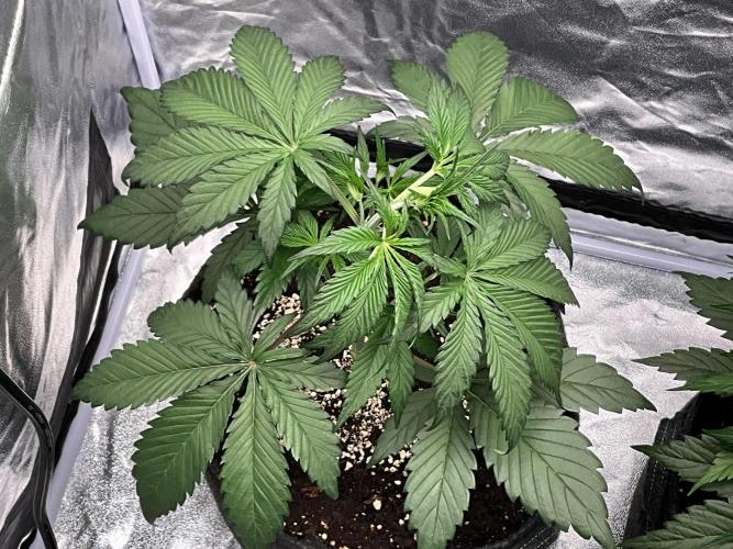 Gelato Auto, Gorilla C, Strawberry G. Week 4 - Gorilla C.