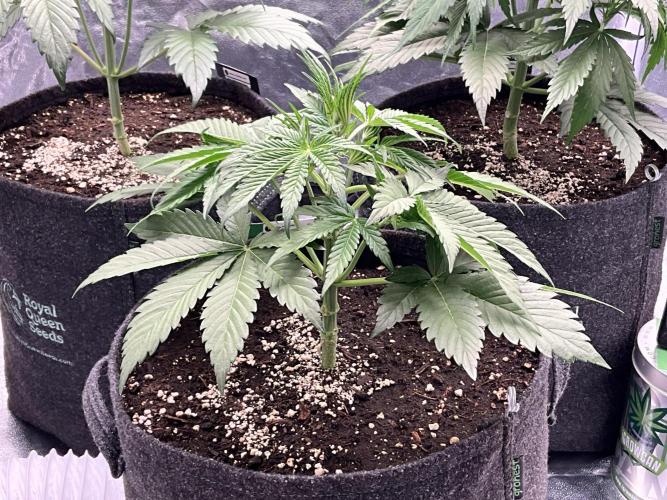 Gelato Auto, Gorilla C, Strawberry G. Week 4 - Gelato A.