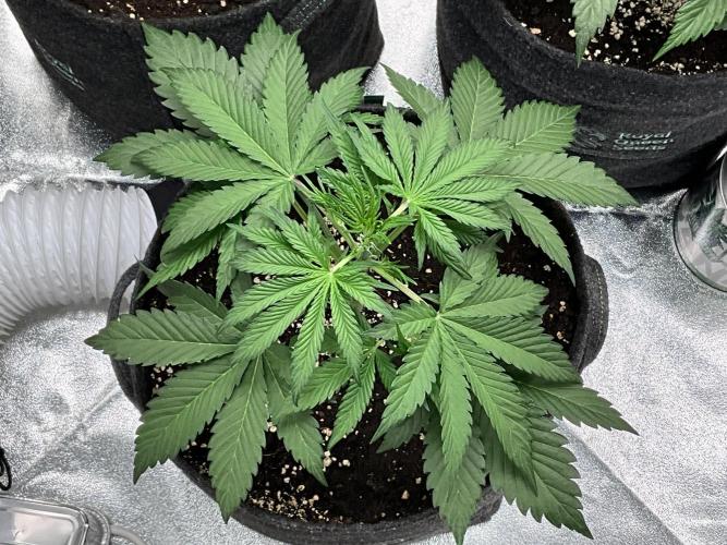 Gelato Auto, Gorilla C, Strawberry G. Week 4 - Gelato A.