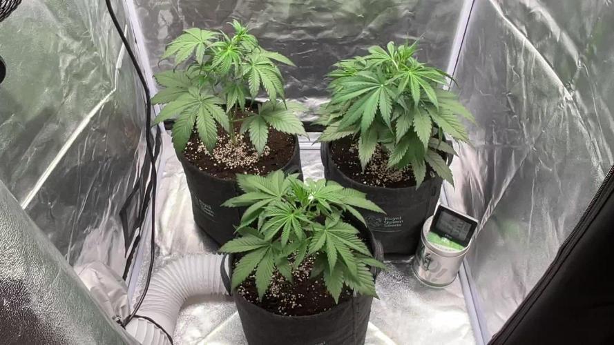 Gelato Auto, Gorilla C, Strawberry G