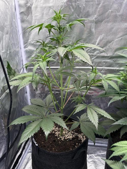 Gelato Auto, Gorilla C, Strawberry G. Week 5 - Gorilla C.