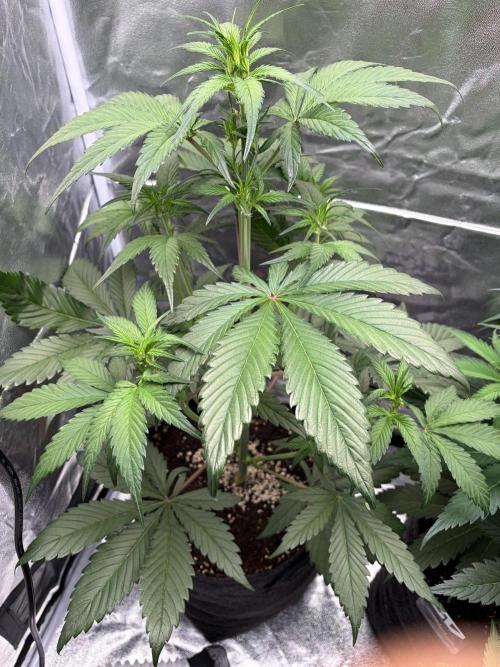 Gelato Auto, Gorilla C, Strawberry G. Week 5 - Gorilla C.