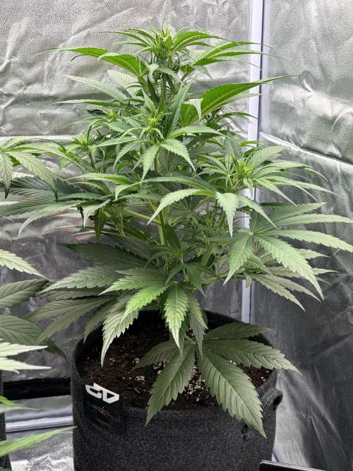 Gelato Auto, Gorilla C, Strawberry G. Week 5 - Strawberry G.