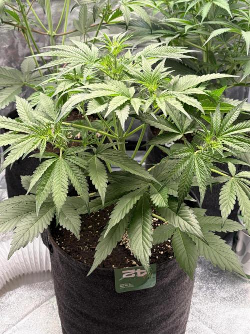 Gelato Auto, Gorilla C, Strawberry G. Week 5 - Gelato A.