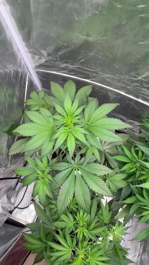 Gelato Auto, Gorilla C, Strawberry G