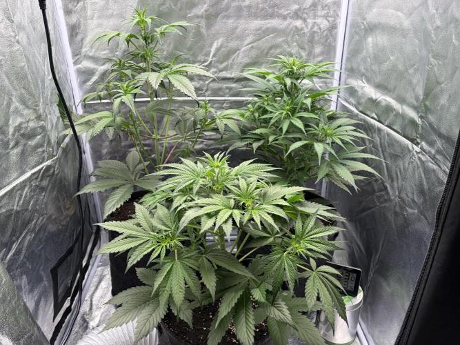 Gelato Auto, Gorilla C, Strawberry G. Week 5