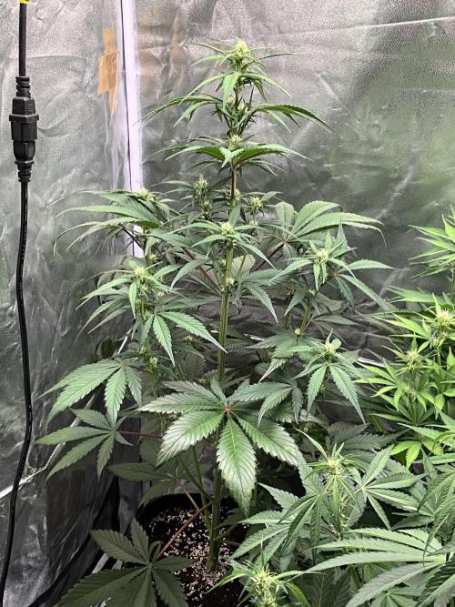 Gelato Auto, Gorilla C, Strawberry G. Week 6