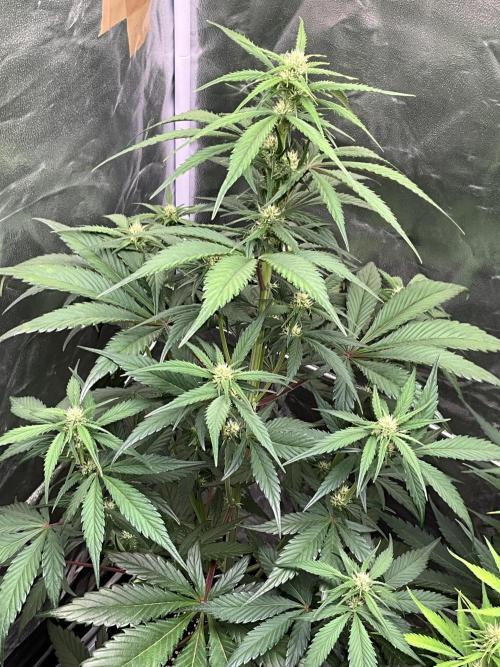 Gelato Auto, Gorilla C, Strawberry G. Week 6