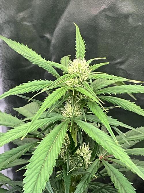 Gelato Auto, Gorilla C, Strawberry G. Week 6