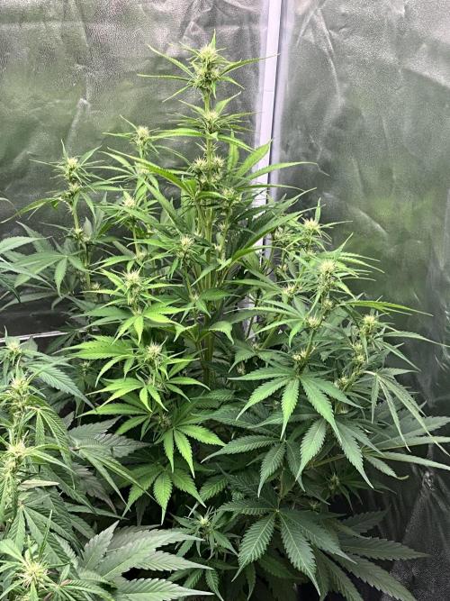 Gelato Auto, Gorilla C, Strawberry G. Week 6