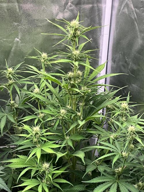 Gelato Auto, Gorilla C, Strawberry G. Week 6