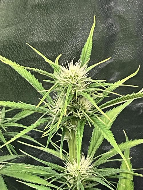 Gelato Auto, Gorilla C, Strawberry G. Week 6