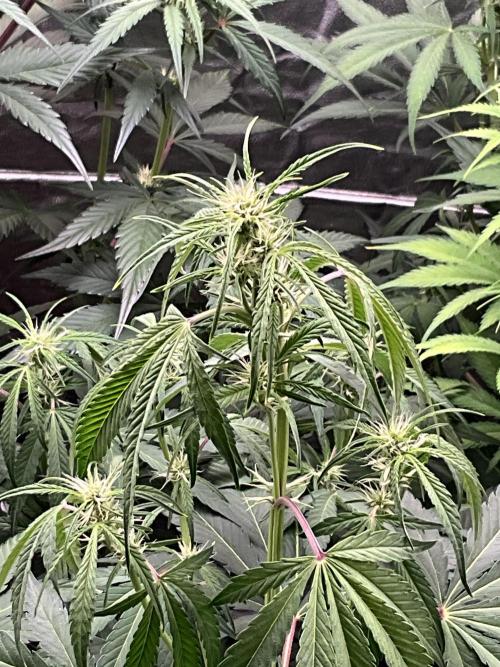 Gelato Auto, Gorilla C, Strawberry G. Week 6