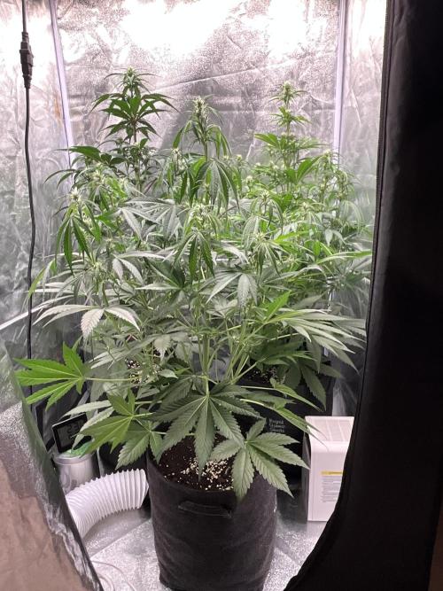 Gelato Auto, Gorilla C, Strawberry G. Week 6