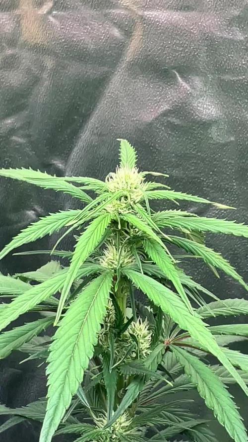 Gelato Auto, Gorilla C, Strawberry G